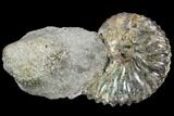 Iridescent Hoploscaphites Ammonite - South Dakota #110567-2